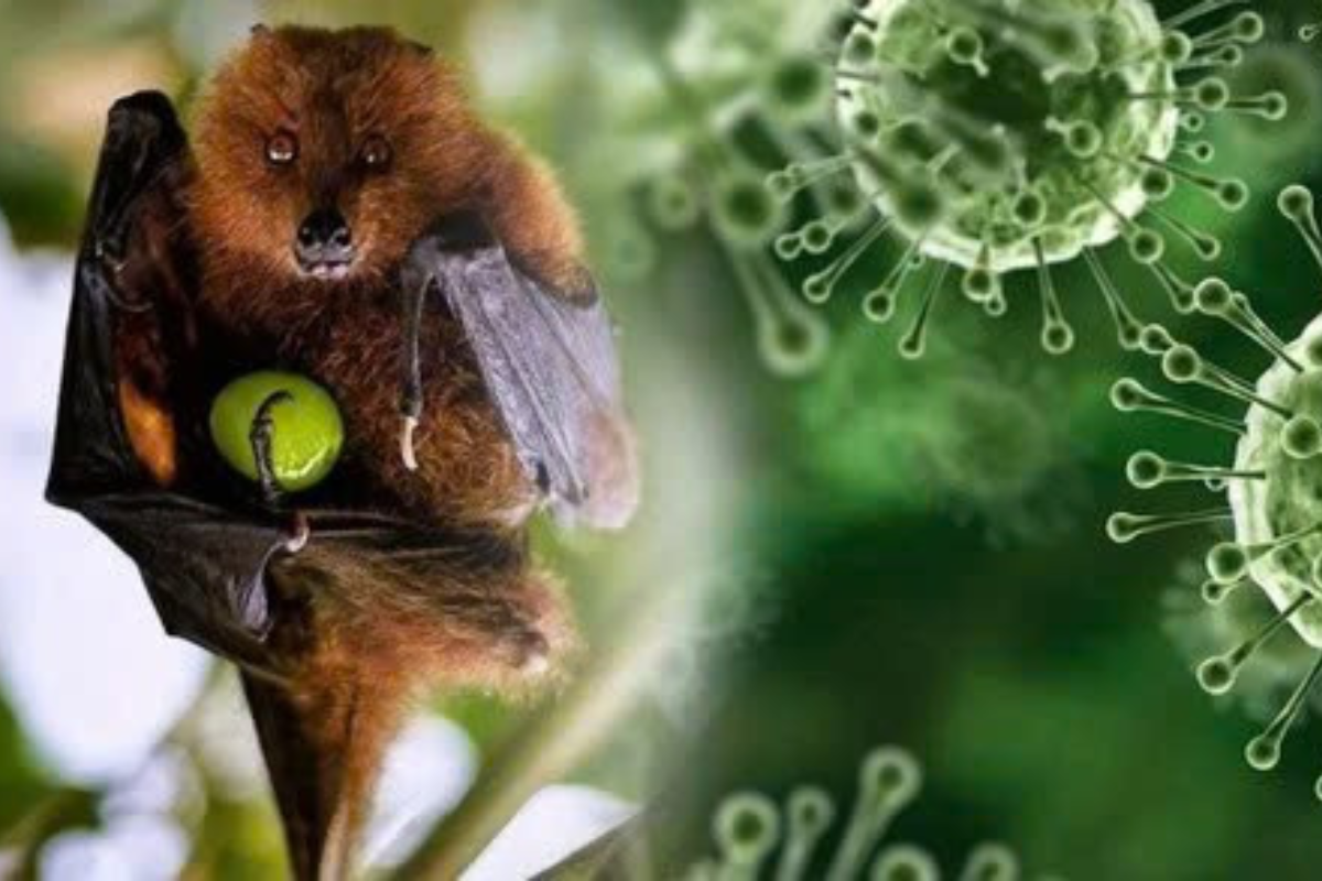 Bệnh virus Nipah là một căn bệnh nguy hiểm lây truyền từ động vật sang người