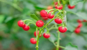 Cà gai leo tăng cường chức năng thải độc và giảm mỡ tích tụ trong gan