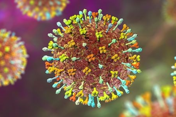 Virus Nipah không phân biệt bất cứ ai